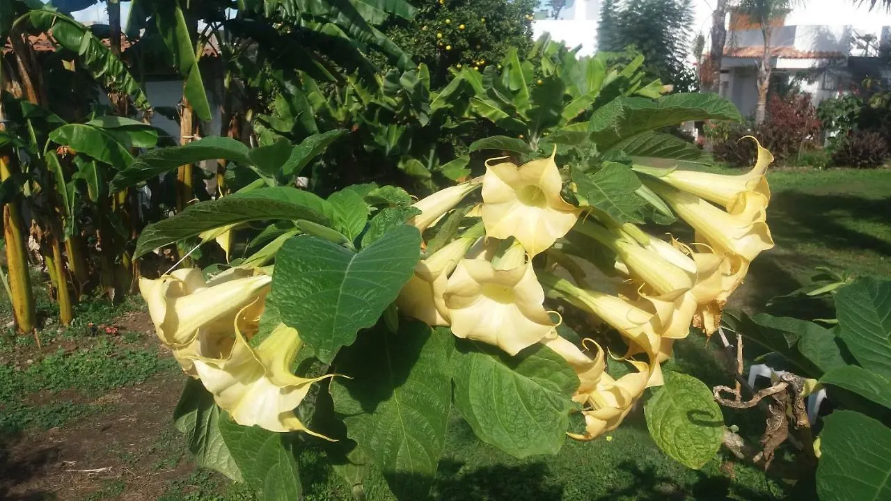 Finca Las Palmeras Icod De Los Vinos Prázdninový dům