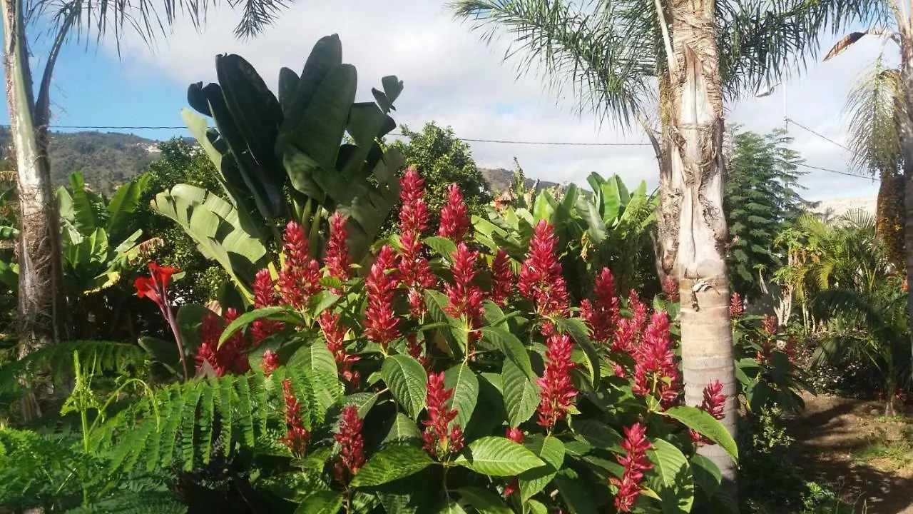 Finca Las Palmeras Icod De Los Vinos